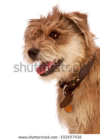 stock-photo-cute-shaggy-terrier-dog-with-a-happy-expression-it-has-floppy-ears-beige-fur-and-a-dark-leather-102697436.jpg