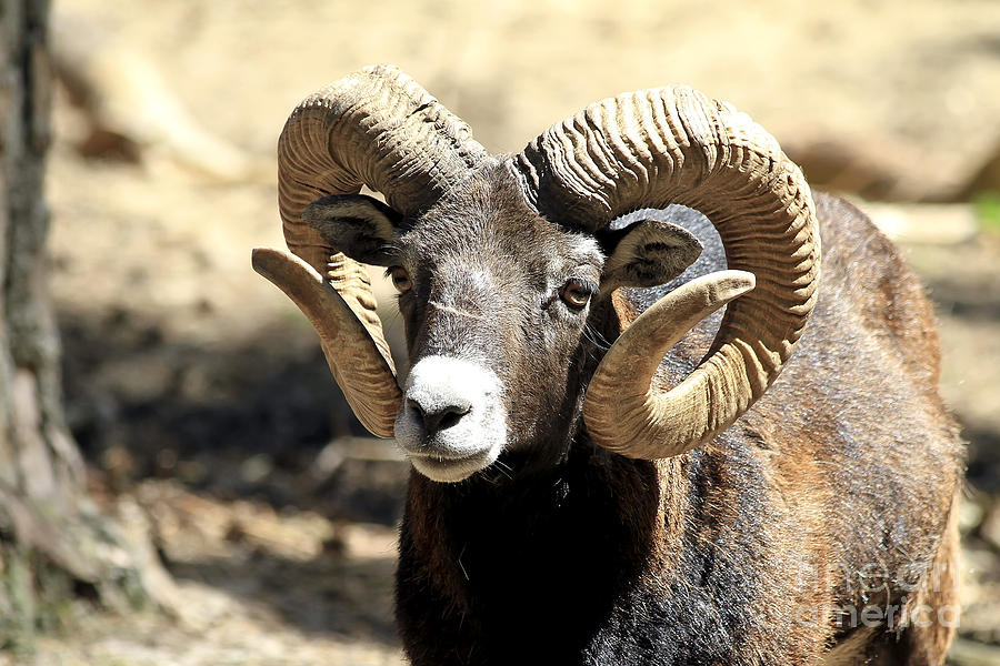 european-big-horn--mouflon-ram-teresa-zieba.jpg