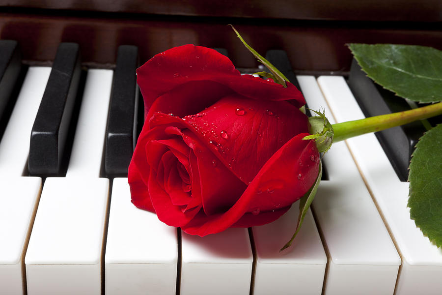 red-rose-on-piano-keys-garry-gay.jpg