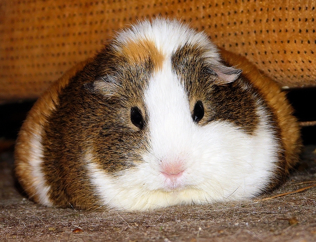 Fat-grumpy-Balbinka-guinea-pigs-25200963-635-487.jpg