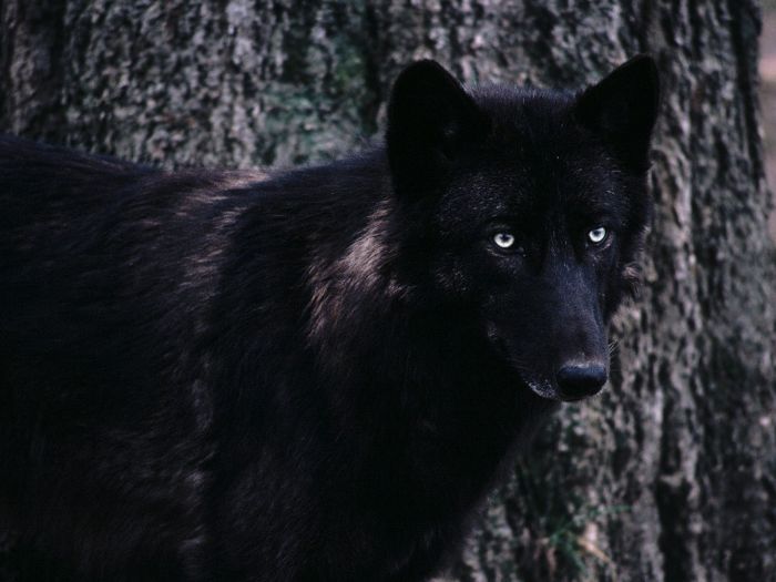 Black-wolf-beautiful-eyes-kewl.jpg