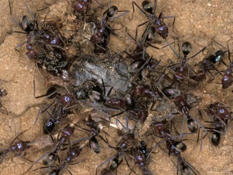 jason-edwards-chaotic-and-relentless-ant-colony-feeding-on-dead-insect-prey-australia.jpg