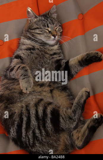 a-fat-tabby-cat-asleep-on-a-brightly-coloured-sun-lounger-ba24b8.jpg