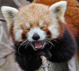 Red-Panda-Laughing.jpg