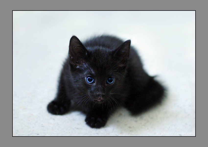 little_black_kitten_by_hoschie.jpg