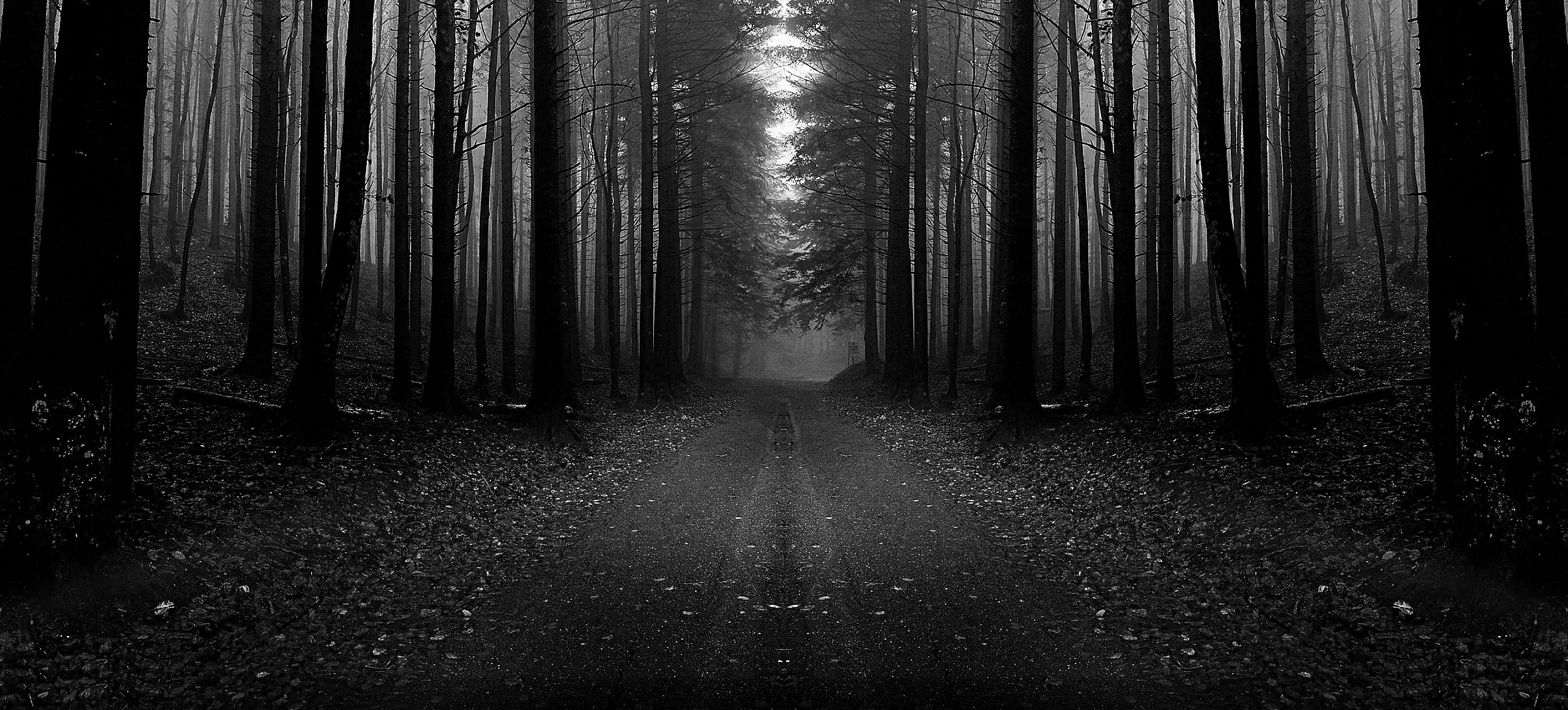 365-noche-en-el-bosque.jpg