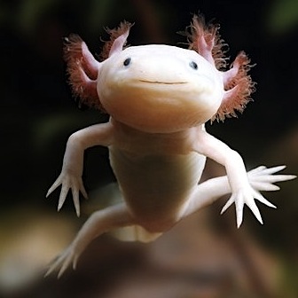 axolotl.jpg