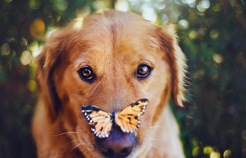 butterfly_on_dog-5211.jpg