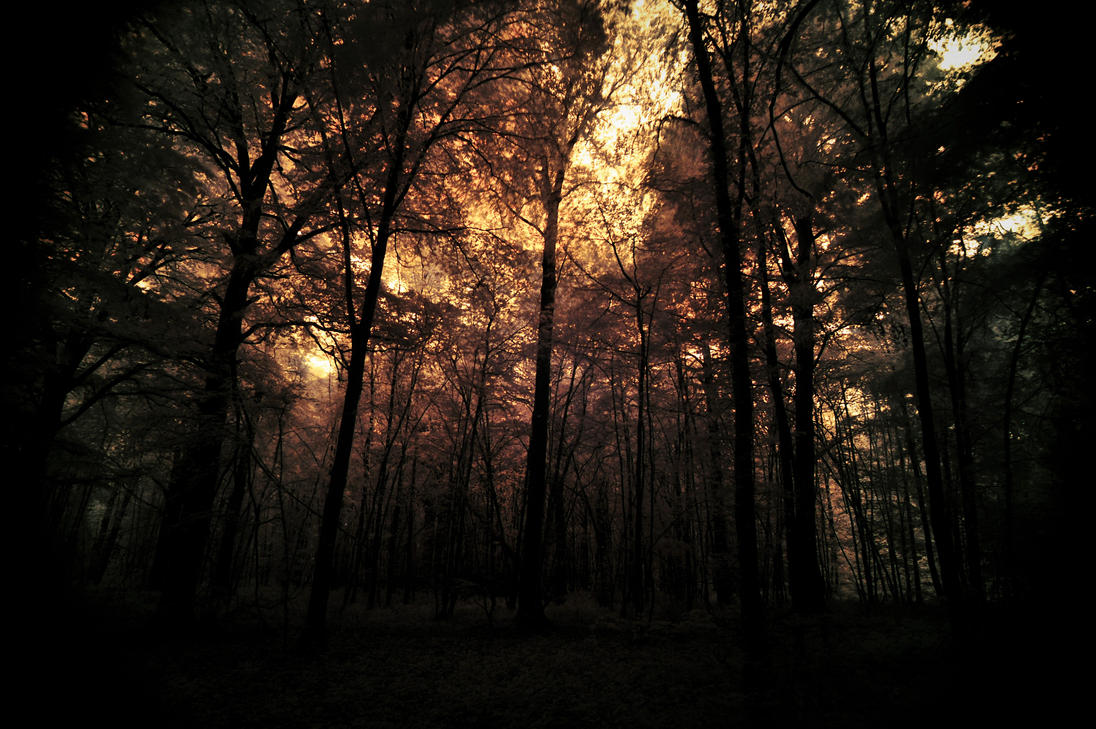 dark_forest_by_pohlmannmark-d5rt9zu.jpg