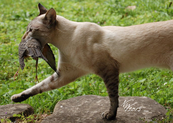TCfeline_Introduction_Malaki-with-juvenile-Robin-prey-caught-in-the-cat-enclosure.jpg
