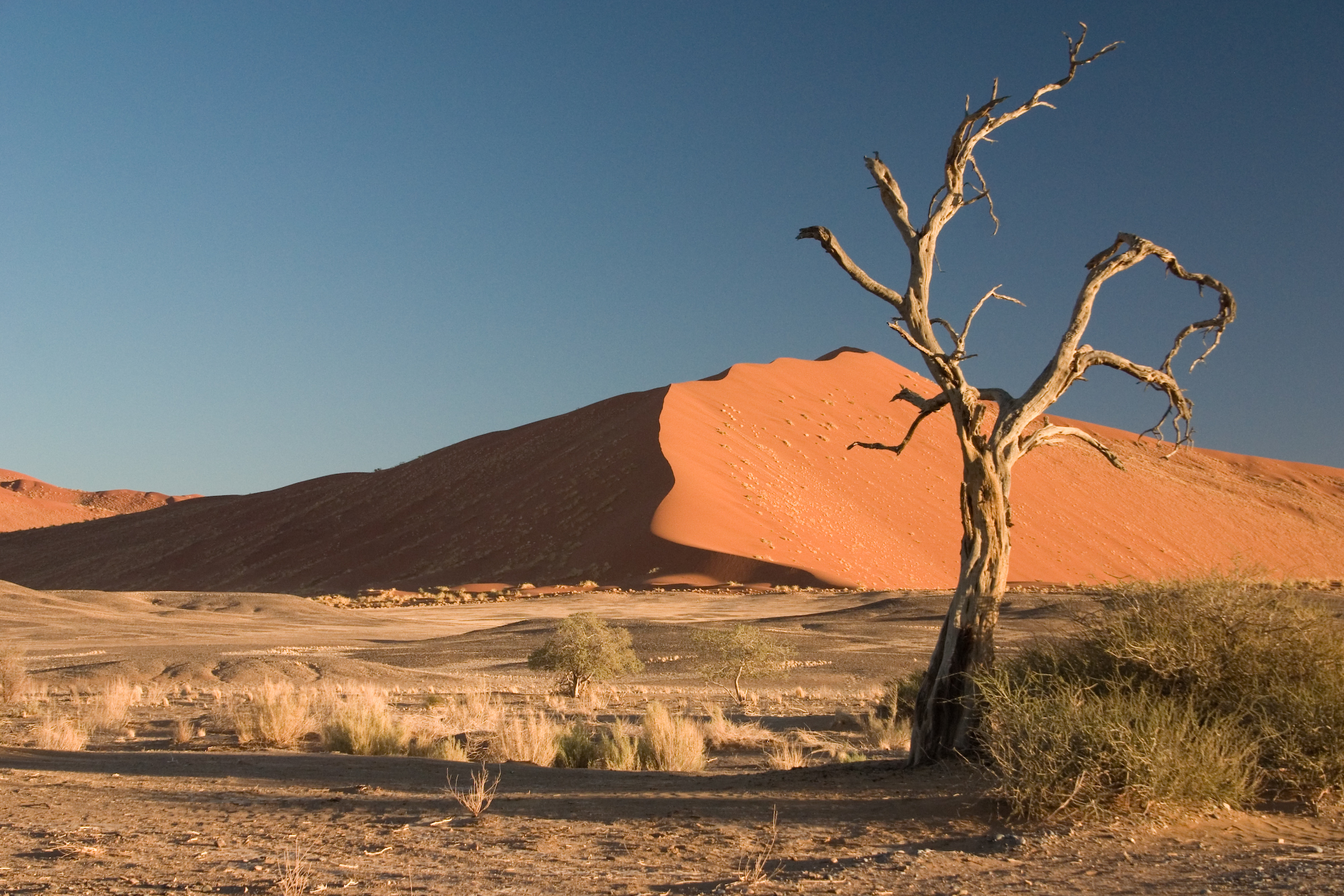 Thorn_Tree_Sossusvlei_Namib_Desert_Namibia_Luca_Galuzzi_2004a.JPG