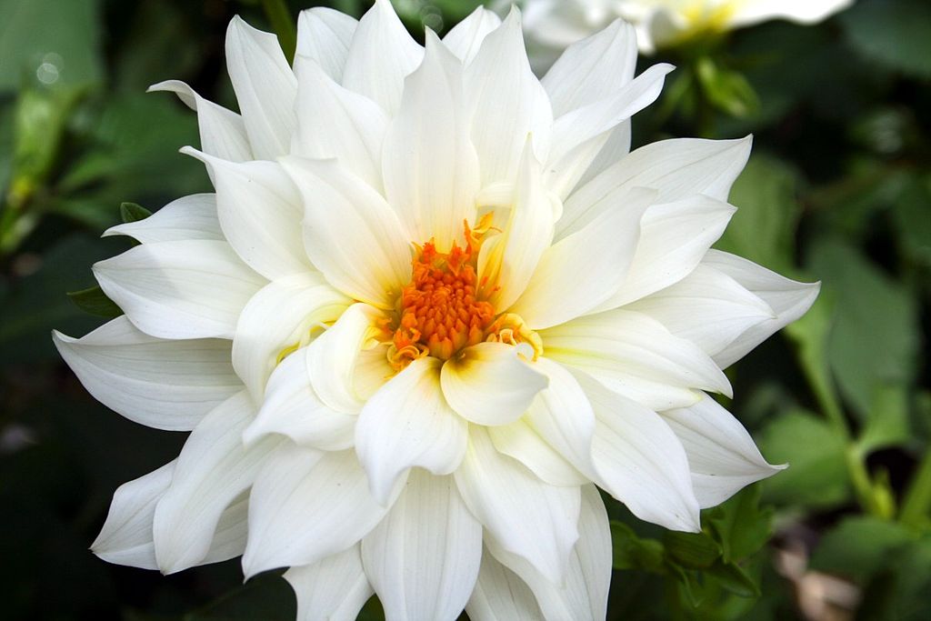 1024px-Beautiful-white-flower_ForestWander.JPG