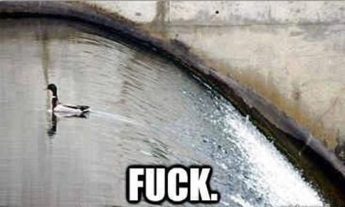 funny-pictures-duck-waterfall-fuck.jpg