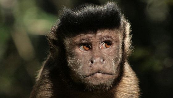 tufted-capuchin-monkey.jpg