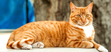 tabby-cat-orange-HERO.jpg