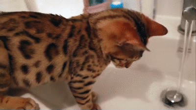 bengal-kitten-fascinated-by-water-faucet.gif
