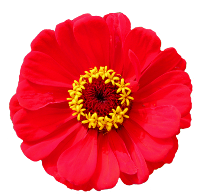 flower-png-17.png