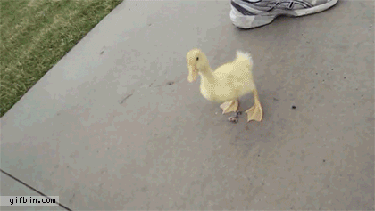 1340215333_duckling_chases_cameraman.gif