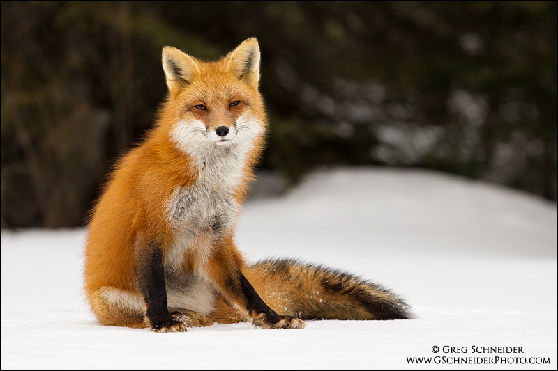 red-fox-dreamy-eyed-stare_8684.jpg