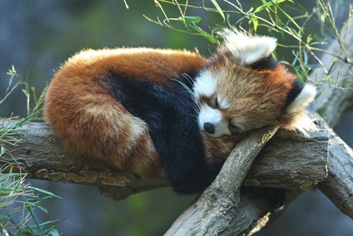 Red-Panda-Sleeping-On-Tree.jpg