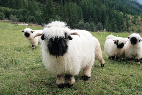 Valais-Blacknose-Sheep-Swiss-Breed-on-hillside.jpg