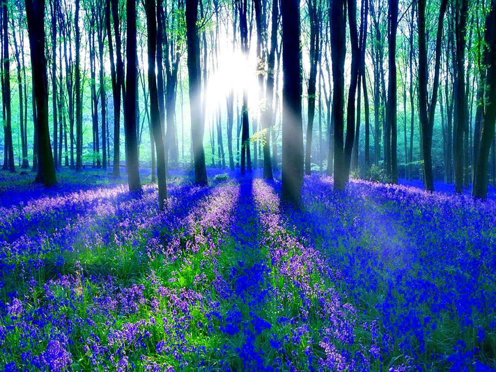 Sunlight-on-the-enchanted-forest-of-bluebells.jpg