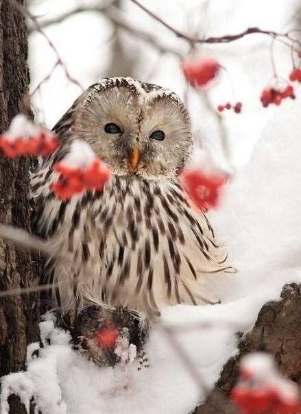 45625-Winter-Owl.jpg