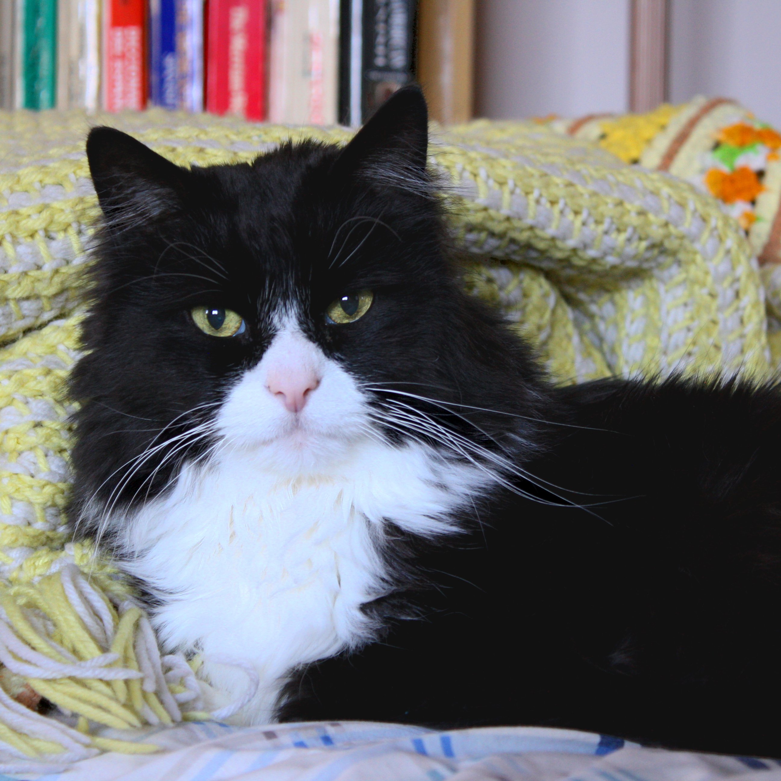 black-and-white-tuxedo-cat-closeup.jpg