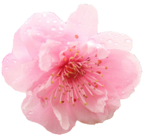Japanese-Flowering-Cherry-PNG-Photo.png