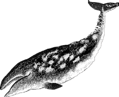 Whale-transparent-png8inter.png