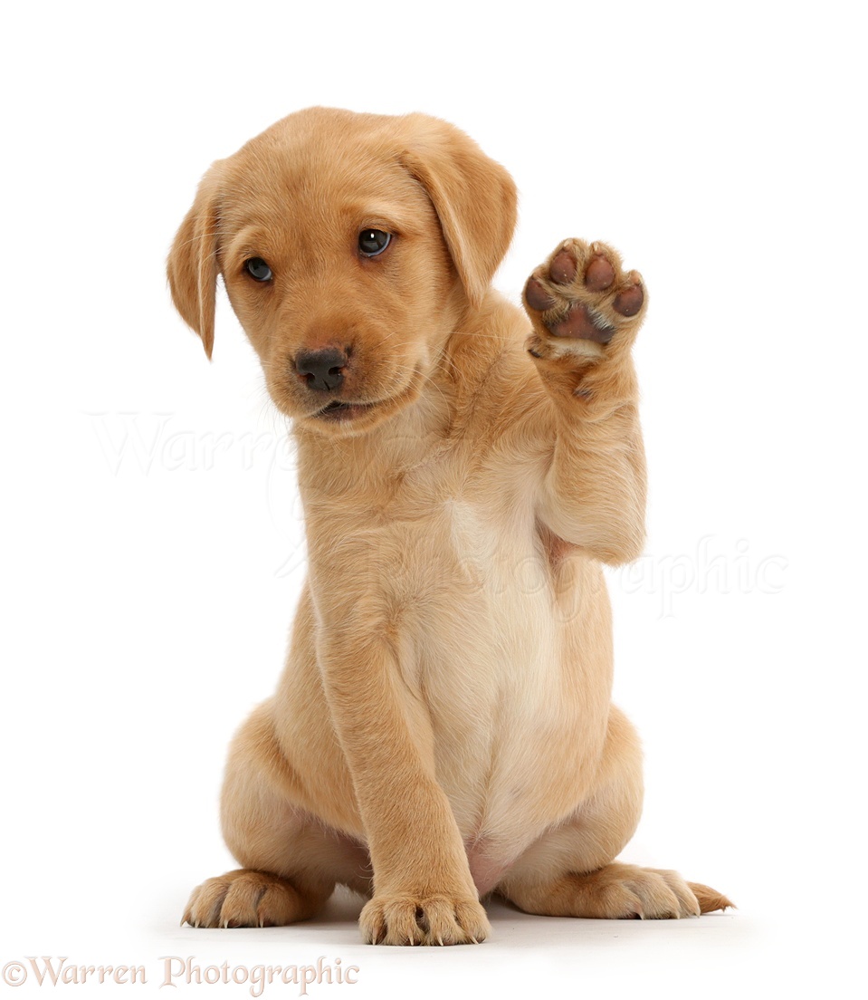 41131-Cute-Yellow-Labrador-puppy-waving-white-background.jpg