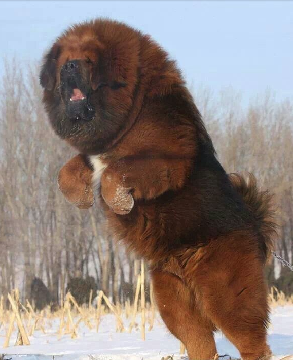 Tibetan-Mastiff-photo.png