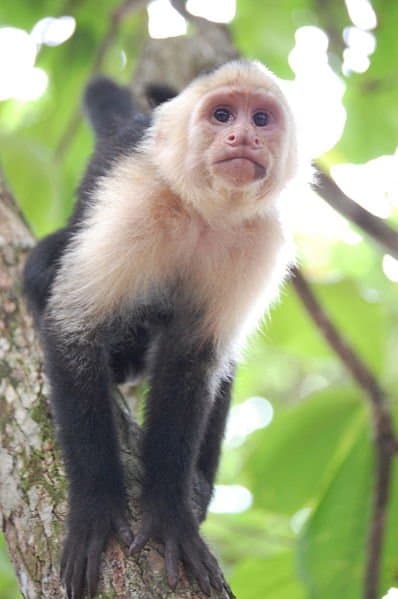 white_faced_capuchin4.jpg