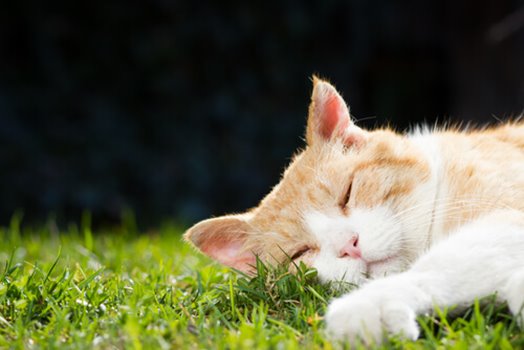 Orange Tabby Cats: Facts, Lifespan & Intelligence - All About Cats