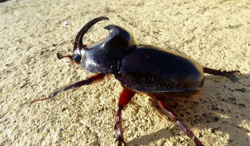 rhinoceros-beetle-2.jpg