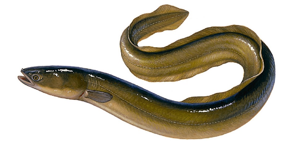 European-eel.jpg