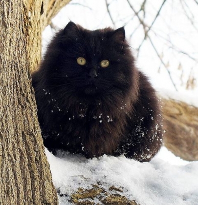 cat-in-snow.jpg