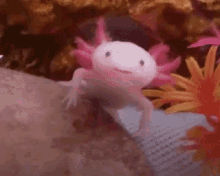 axolotl-smile.gif