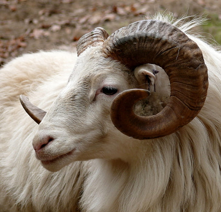 ram-head-horn-fauna.jpg