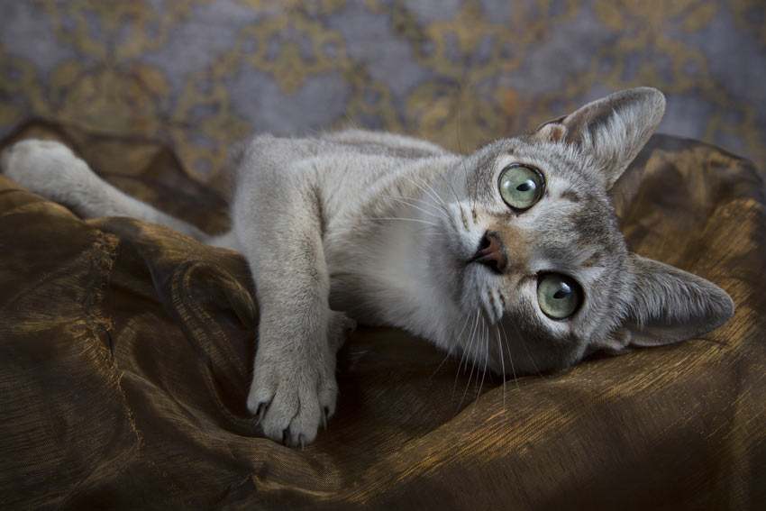 Cat-Cat_Guide-A_Singapura_Cat_with_beautiful_green_eyes_lying_down.jpg