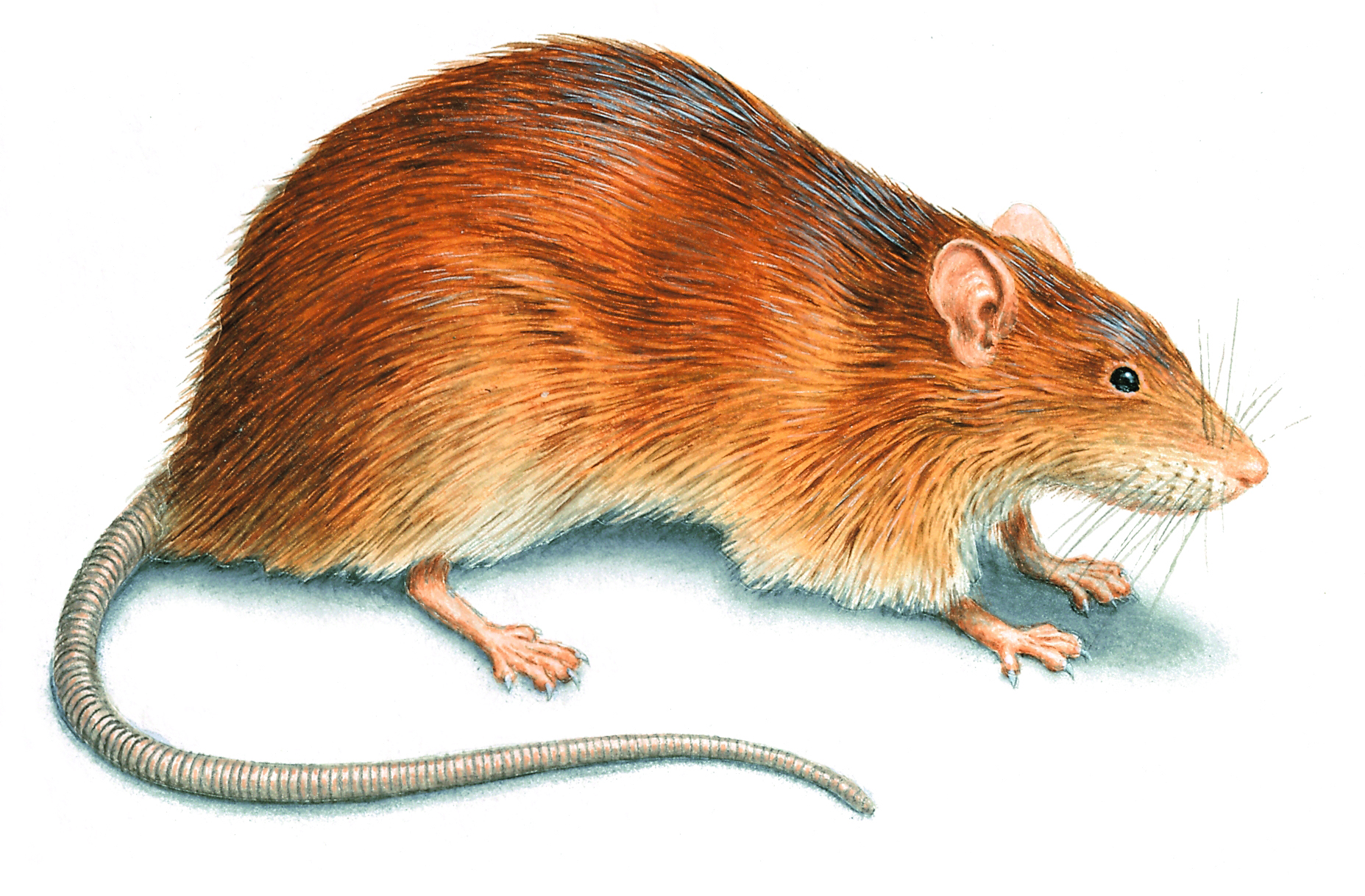 norway-rat-illustration_1855x1218.jpg