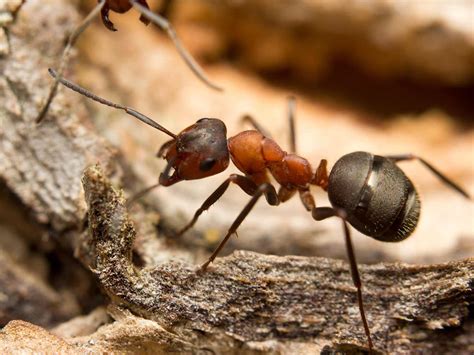 Ants - treatment and control | lovethegarden