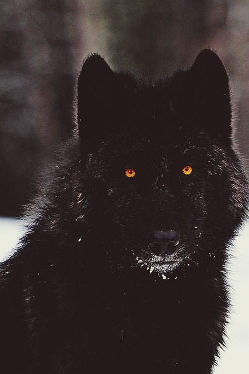 Black wolf with orange eyes.: woahdude