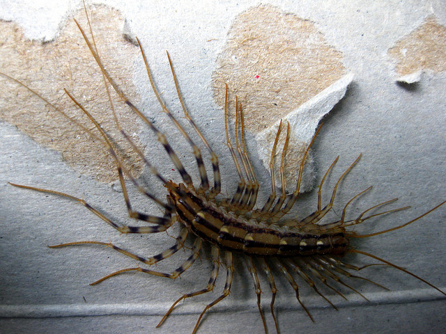 house-centipede.jpg