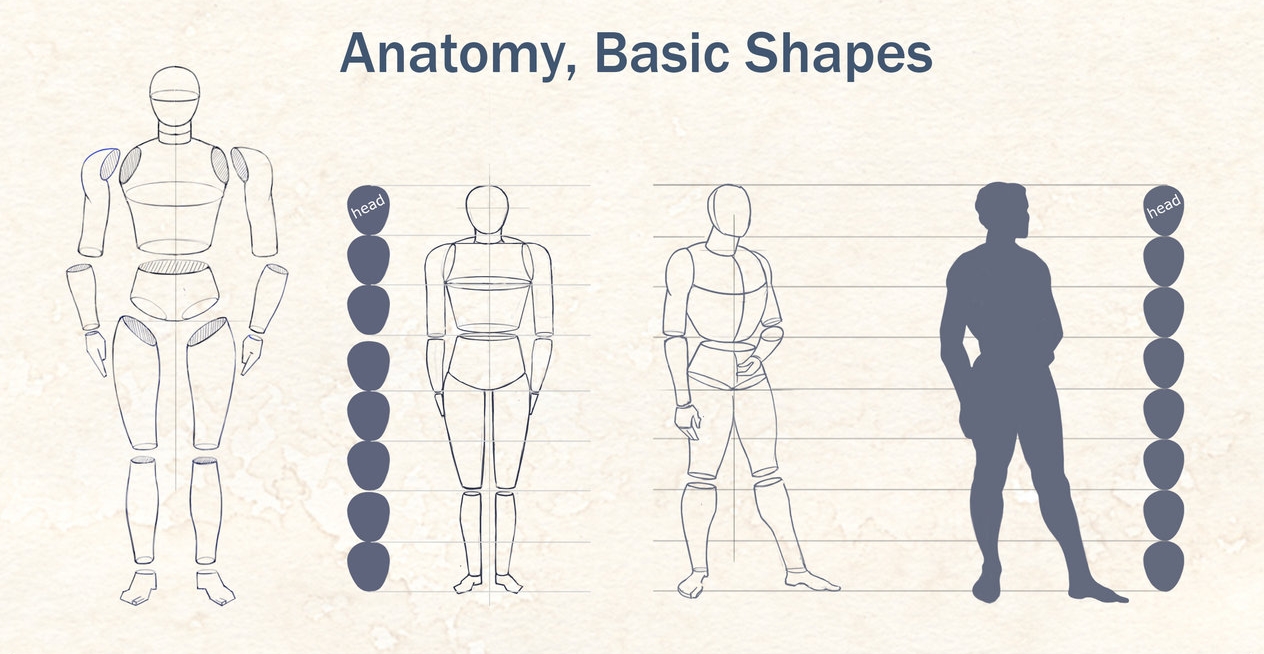 Ihor-Reshetnikov-Anatomy-Basic-Shapes-1.jpg
