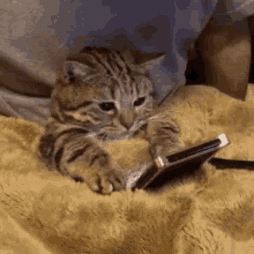 cat-holding-a-phone-acuk81oxop8bd7mp.gif