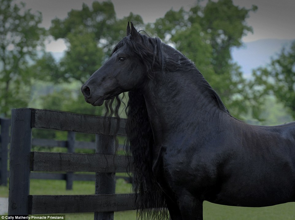 348CE44E00000578-3604194-Stunning_stallion_Frederik_is_as_photogenic_as_he_is_handsome-a-18_1464082328099.jpg