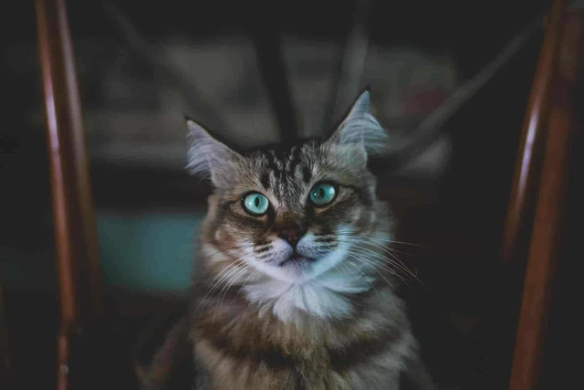 image-of-a-blue-eyed-tabby-cat.jpg