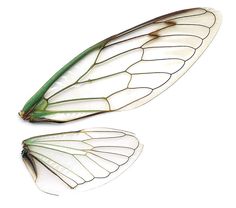 cbcb74be02aeef18f241d2b78e34bb8a--cicada-wings-dragonfly-wings.jpg