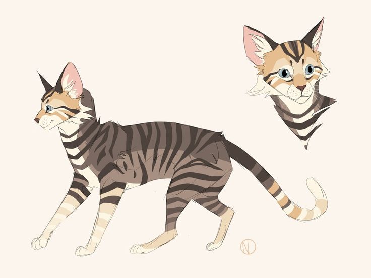 design brown tabby cat by DarianYunidi | Warrior cat drawings, Warrior cat  oc, Warrior cats art
